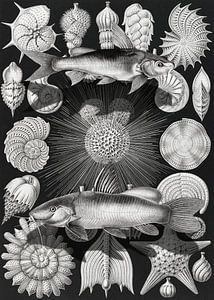 Thalamophora Kammerlinge