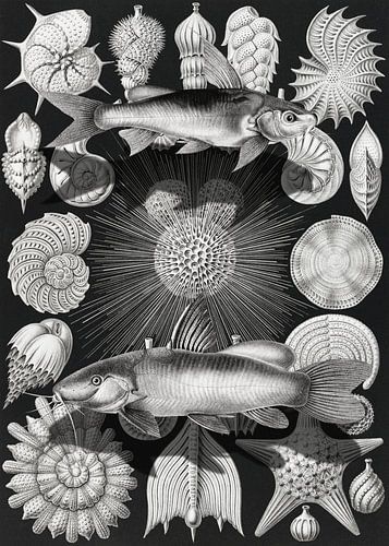 Thalamophora Kammerlinge