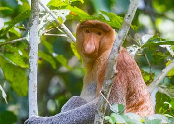 Proboscis Monkey by Lennart Verheuvel
