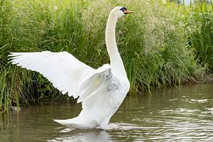 Höckerschwan