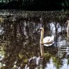 2 swans by Don Fonzarelli