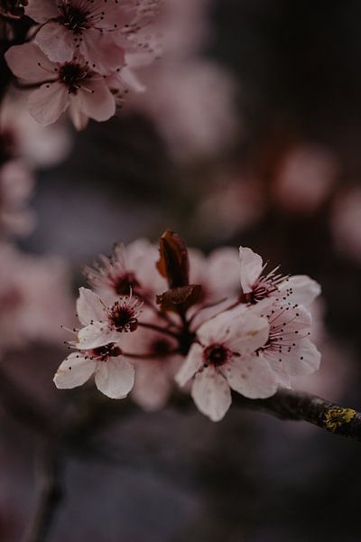 The art of blossoming by Anouk Strijbos