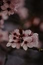 The art of blossoming by Anouk Strijbos thumbnail