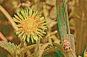 Mayan static dandelion