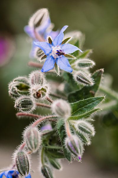 Paarse bloem | macro fotografie van Lindy Schenk-Smit