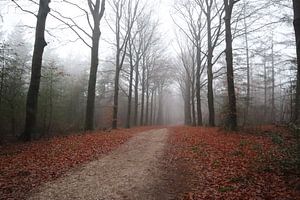 Bospad Rhenen in de herfst | mist | Utrecht | Nederland van Nicole Van Stokkum
