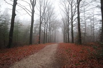 Chemin forestier Rhenen 2 sur Nicole Van Stokkum