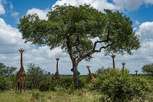 Giraffen in Zuid-Afrika van Paula Romein