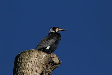 Cormorant by Teun Huisman