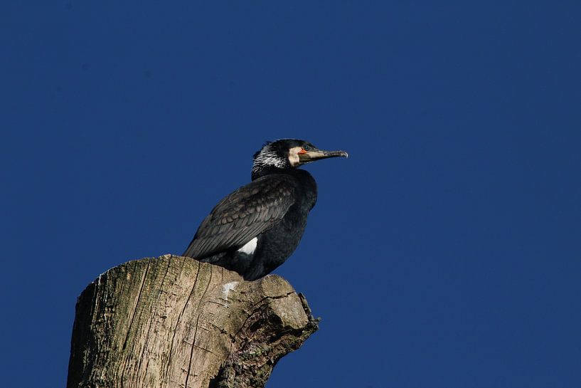 Cormorant by Teun Huisman