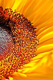 a yellow sunflower by Werner Lehmann