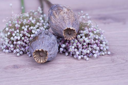 Nature morte de fleurs séchées et de boules de graines de pavot sur fond de bois clair
