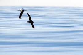 Grey-faced Petrel, Pterodroma gouldi by Beschermingswerk voor aan uw muur