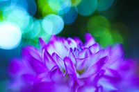 Des dalhias colorés