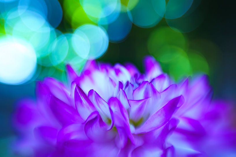 Colourful dalhias by Jan Linskens