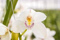 Orchid