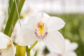 Orchid by Guido van Veen