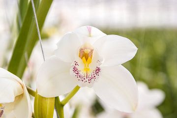 Orchid by Guido van Veen