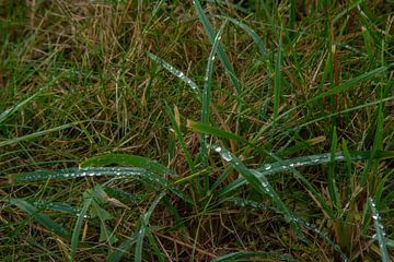 natuurbomen water zon van Johnny Flash