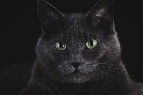 Les yeux du chasseur