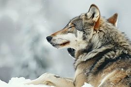 wolves in the Netherlands by Egon Zitter