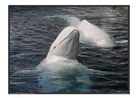 White Whale - A3 by Matthias Brix
