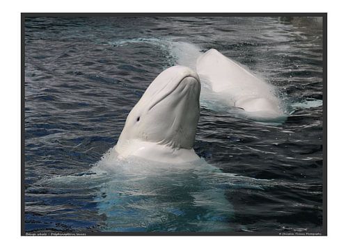 Baleine blanche - format A3