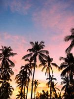 Palm paradise 1