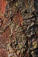 Tronc d'arbre à l'écorce grossière