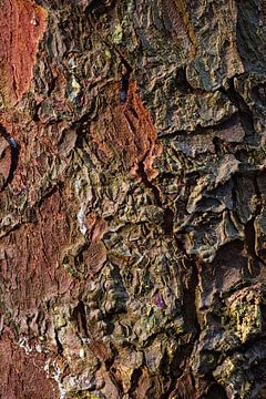 Tree trunk with coarse bark by Paul Groefsema