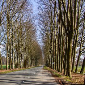Baumallee bei Ellecom in der Region Veluwe in den Niederlanden. von AdWF