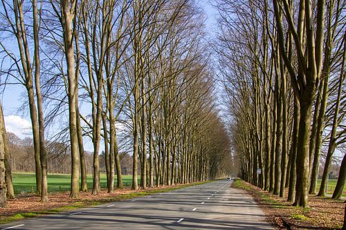 Laan met bomen vlakbij Ellecom op de Veluwe, in Nederland.