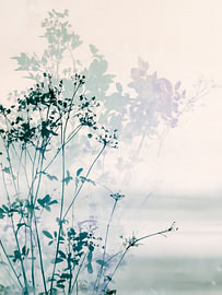 Wild flowers bathed in a veil of pastel light