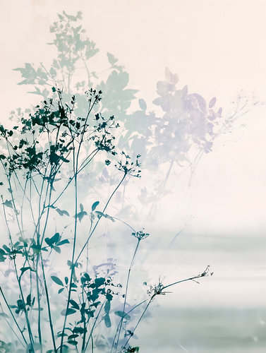 Wildblumen in einem Schleier aus pastellfarbenem Licht
