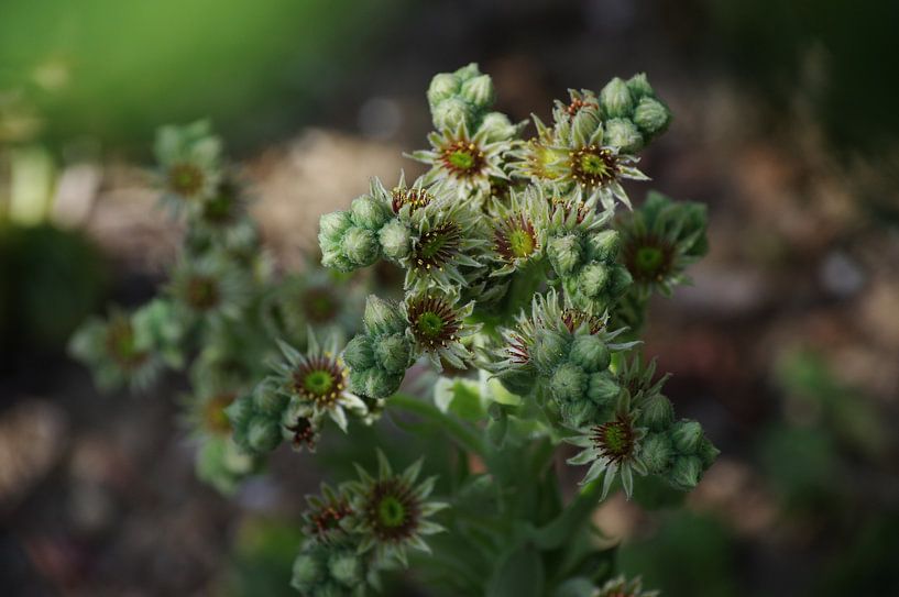 Thunderleaf in bloom (Sempervivum tectorum) by Peter Broer