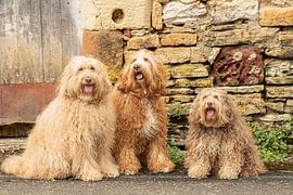 labradoodles, doodles, labradoodle, dog photography by M. B. fotografie