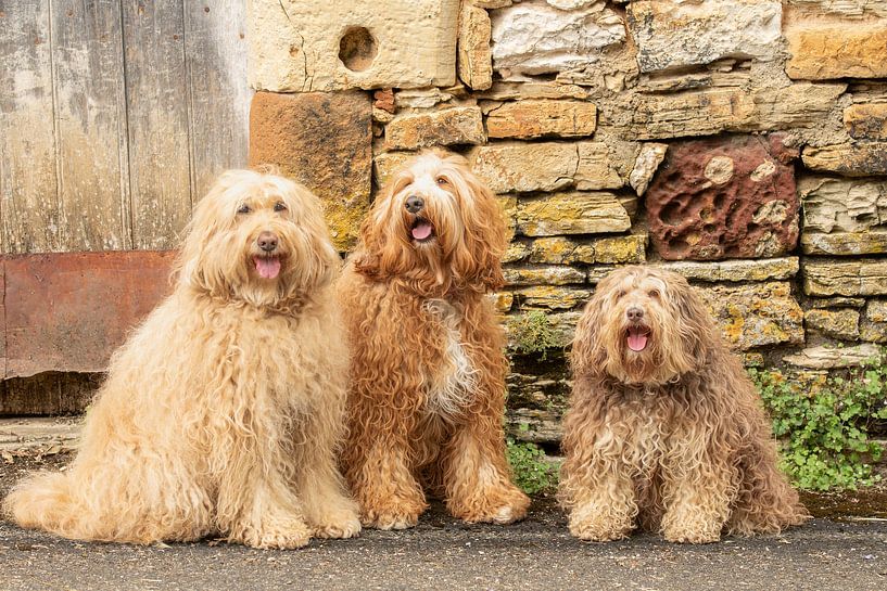 labradoodles, doodles, labradoodle, photographie de chien par M. B. fotografie