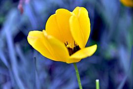 Elegant yellow tulip 