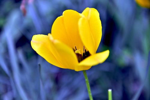 Elegante, Gelbe Tulpe 