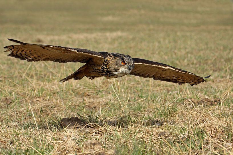 Hibou grand-duc par Antwan Janssen