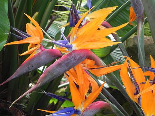 Bird of paradise flower Paradise plant