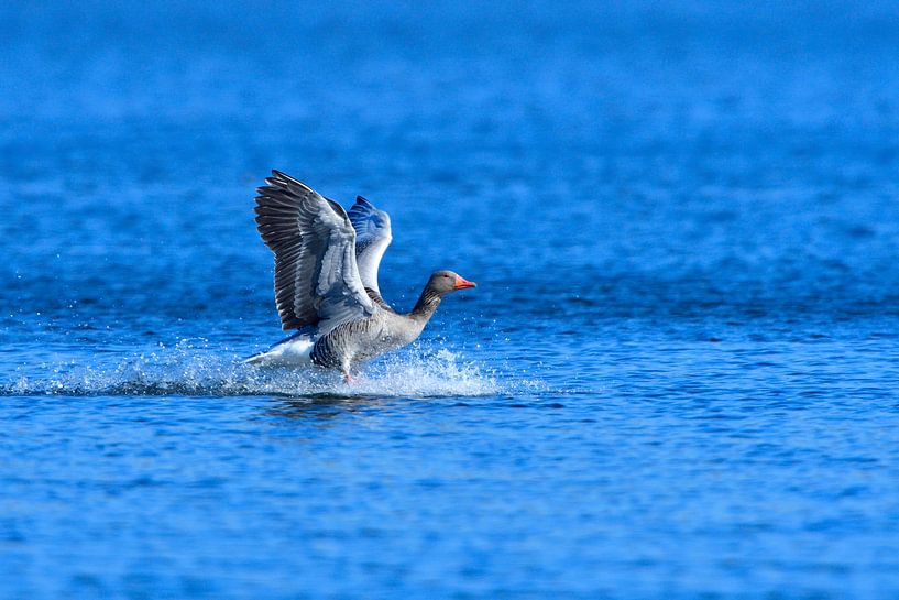Graugans von Karin Jähne