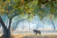 Elefant im Märchenwald