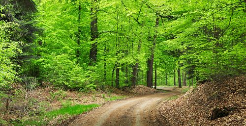 Spring forest in Emmen