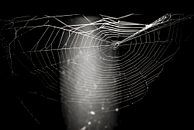Das Spinnennetz von Norbert Sülzner Miniaturansicht