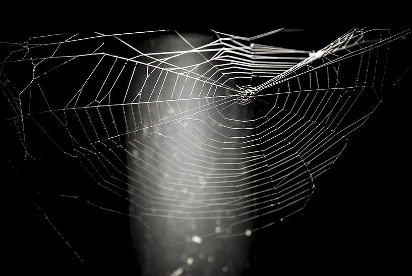 Das Spinnennetz von Norbert Sülzner