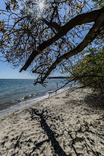 Am Ufer in der Goor, Insel Vilm, Lauterbach auf Rügen