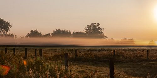 Dauw polder ochtendlicht