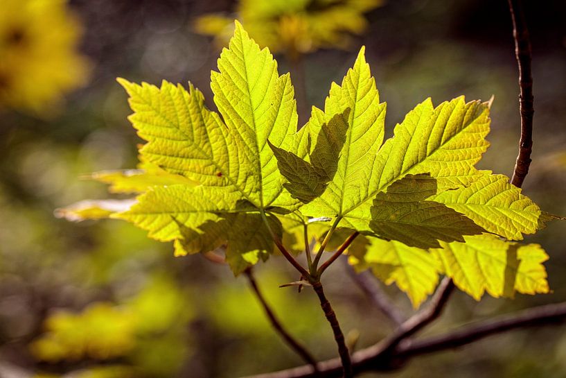 Bladschaduw van Rob Boon