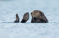 Sea otter by Menno Schaefer thumbnail